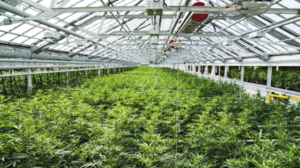 Aphria