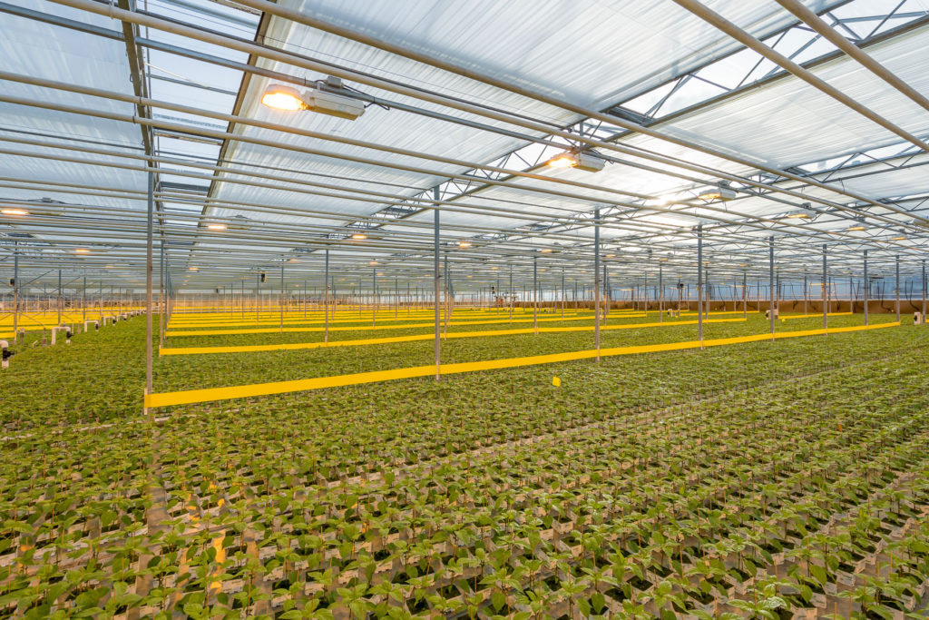 Agraflora Organics