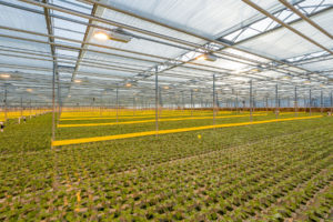 Agraflora Organics