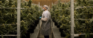 Cresco Labs