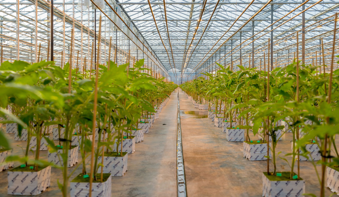 Agraflora Organics
