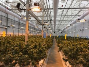 WeedMD Strathroy