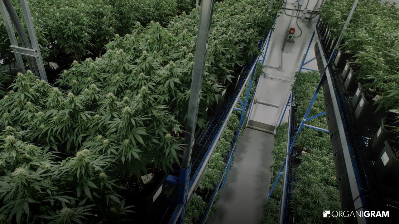 Organigram Moncton Facility